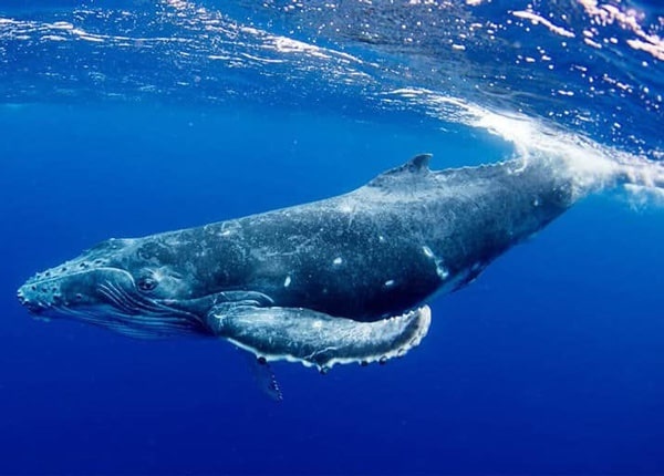 blue-whale-facts_4_1