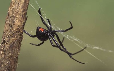 لدغة عنكبوت الأرملة السوداء، وتأثيرها على البشر
