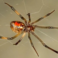 14 من أخطر العناكب في العالم بالصور والفيديو