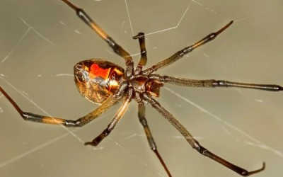14 من أخطر العناكب في العالم بالصور والفيديو