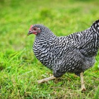 16 من أفضل سلالات الدجاج في العالم بالصور