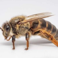 ما هي دورة حياة ملكة النحل، وكيف يتم اختيارها، وكم تعيش؟