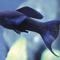 12 من أشهر أنواع سمك مولي مع دليل كامل لتربية الأسماك والعناية بها بالصور