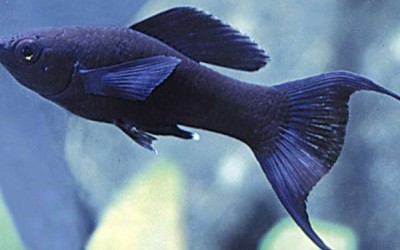 12 من أشهر أنواع سمك مولي مع دليل كامل لتربية الأسماك والعناية بها بالصور