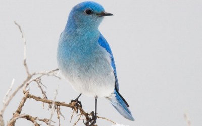 10 من أغلى أنواع الطيور في العالم بالصور