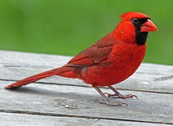 10 من أغلى أنواع الطيور في العالم بالصور فوكس لاند
