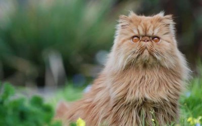 أنواع القط الفارسي ومتوسط سعر هذا القط المدهش
