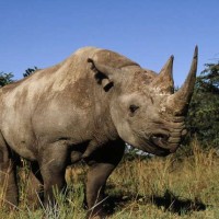 كم عدد وحيد القرن الأسود المتبقي على قيد الحياة؟