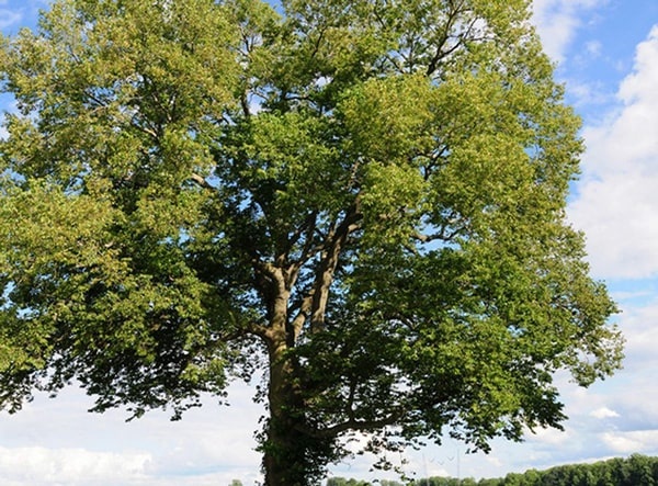 تعرف على 10 من أنواع الأشجار بالصور - فوكس لاند