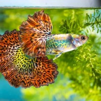 18 من أجمل أسماك الزينة الفريدة من نوعها بالصور