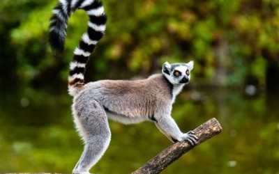 20 من حيوانات الغابة الأفريقية الغير عادية بالصور والفيديو