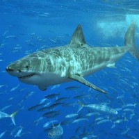 كم يعيش سمك القرش الأبيض العظيم؟