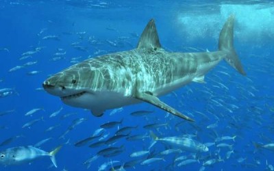 كم يعيش سمك القرش الأبيض العظيم؟