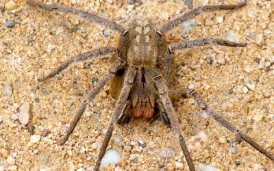 15 من أخطر العناكب وأكثرها سمية في العالم بالصور