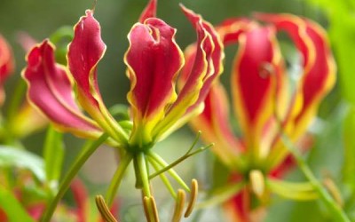 10 من أنواع الزهور النادرة في العالم بالصور