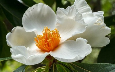 10 من أنواع الزهور النادرة في العالم