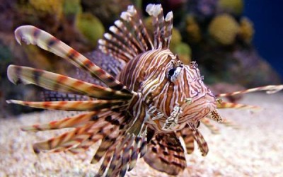 16 من أشهر أنواع أسماك البحر الأحمر بالصور