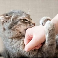 ما هي أسباب سلوك عض القطط، وكيفية منع هذا السلوك؟