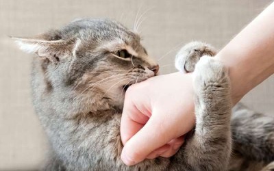 ما هي أسباب سلوك عض القطط، وكيفية منع هذا السلوك؟