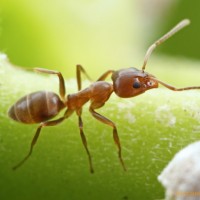 8 من أنواع النمل الذي يغزو المنازل