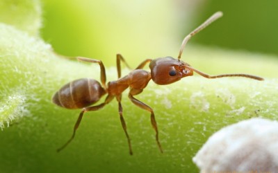 8 من أنواع النمل الذي يغزو المنازل
