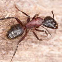 ما الفرق بين النمل النجار والنمل الأسود؟