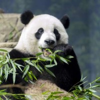 صفات دب الباندا العملاقة بالصور
