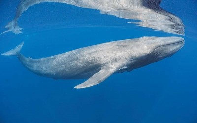 كم من الوقت يعيش الحوت الأزرق؟