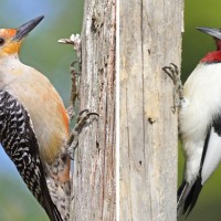 معلومات مثيرة للإهتمام عن طائر نقار الخشب