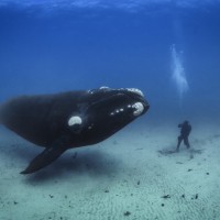 حقائق مذهلة عن الحوت مقوس الرأس أطول الثدييات عمرا