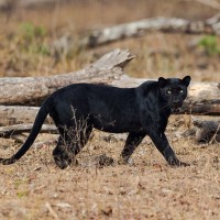 هل النمر الأسود مهدد بخطر الإنقراض؟