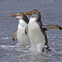هل البطريق الملكي مهدد بالإنقراض؟