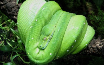 10 من أخطر أنواع ثعابين الأمازون بالصور