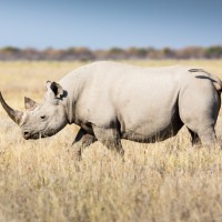 حقائق مذهلة عن وحيد القرن السومطري أصغر أنواع وحيد القرن