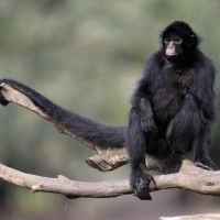 حقائق ممتعة عن القرد العنكبوت، وأهم ما يتميز به هذا القرد