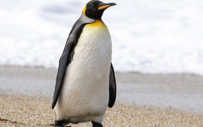 14 من أشهر حيوانات القطب الجنوبي بالصور