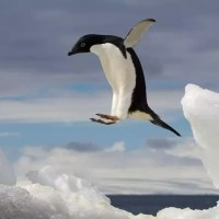 6 من أشهر حيوانات القطب الجنوبي بالصور