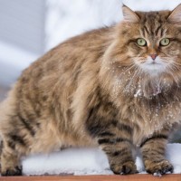 18 من أشهر أنواع القطط طويلة الشعر بالصور