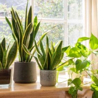 16 من أفضل النباتات المنزلية الساحرة المفيدة لصحتك بالصور